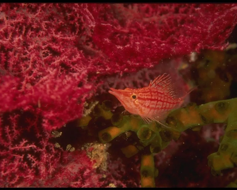 A small, orange and white striped Longnose Hawkfish rests on green sea vegetation, with vibrant red coral in the background.