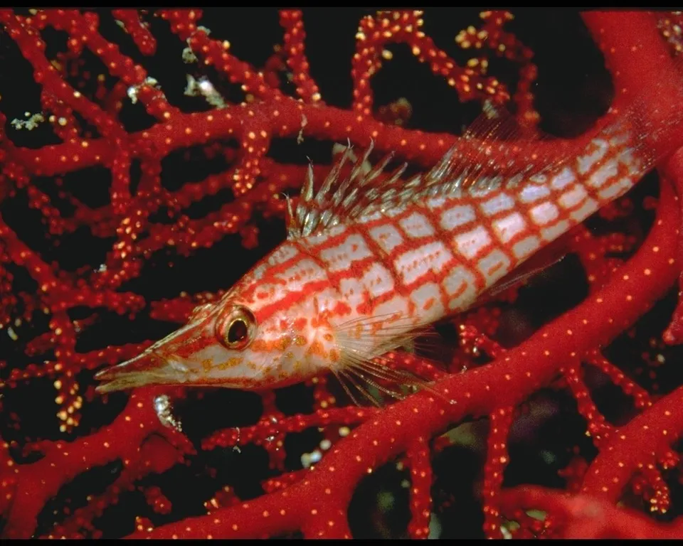 A longnose hawkfish with a patterned body rests on bright red coral.