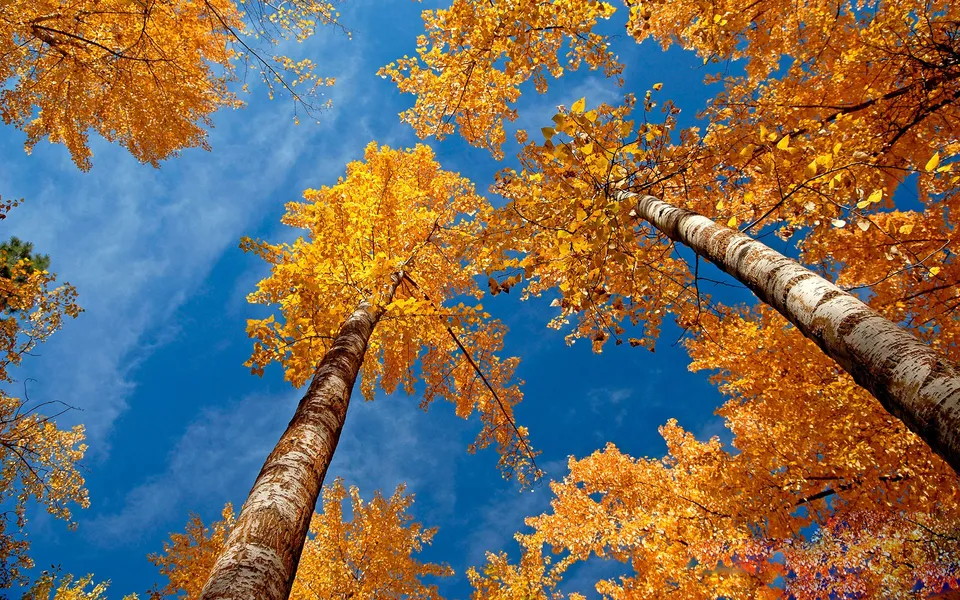 A view looking directly up at tall trees with bright yellow and orange autumn leaves against a clear blue sky.