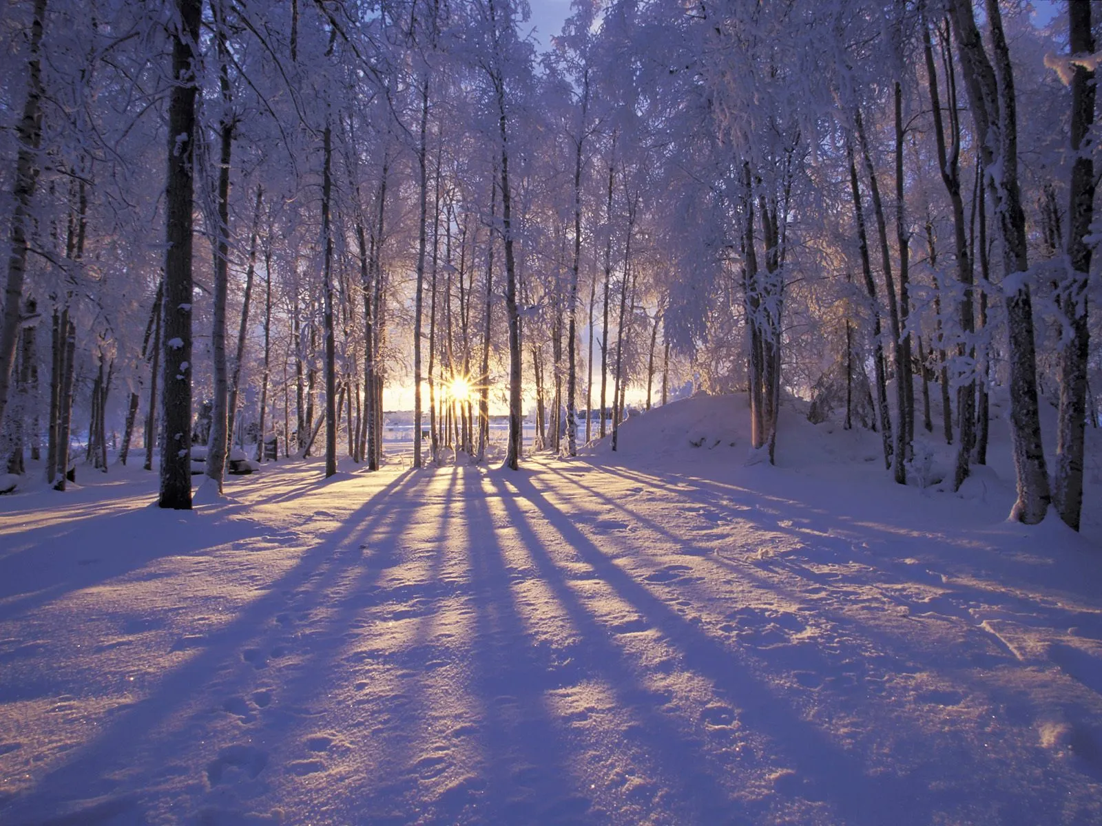 The low winter sun casts long shadows through a snow-covered forest with frost-laden trees.
