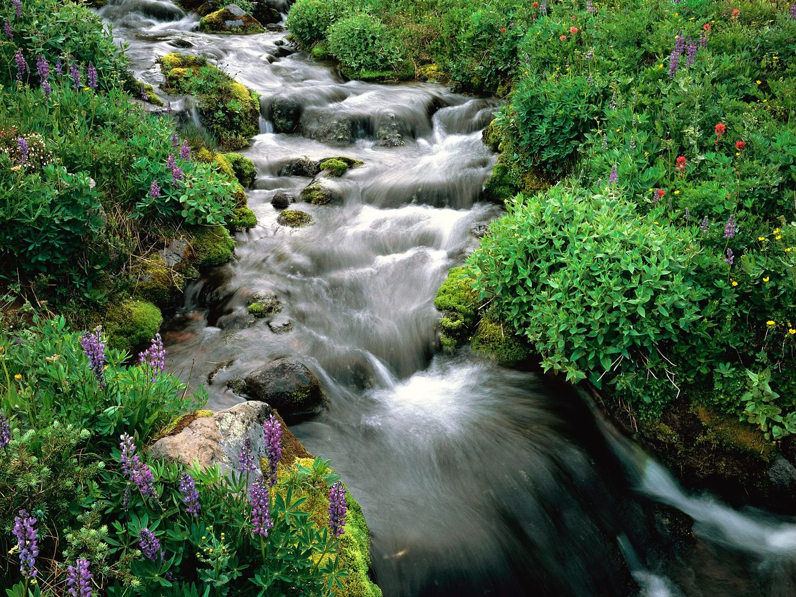 A mountain stream flows past mossy rocks and colorful wildflowers.