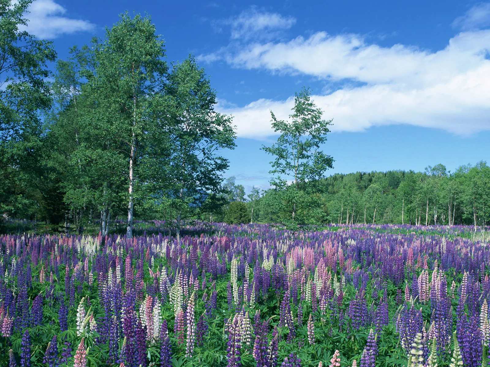 A wide field of purple, pink, and white lupine flowers stretches towards a forest under a bright blue sky with white clouds.