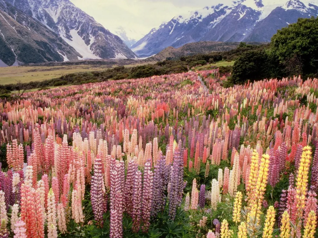 A vast field of colorful lupine flowers stretches towards majestic snow-capped mountains under a cloudy sky.
