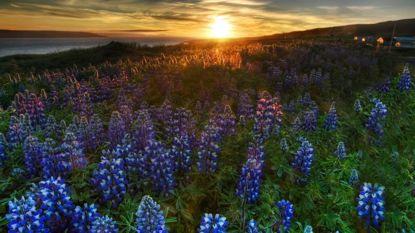 A field of blue lupine flowers at sunset with the sun low on the horizon.