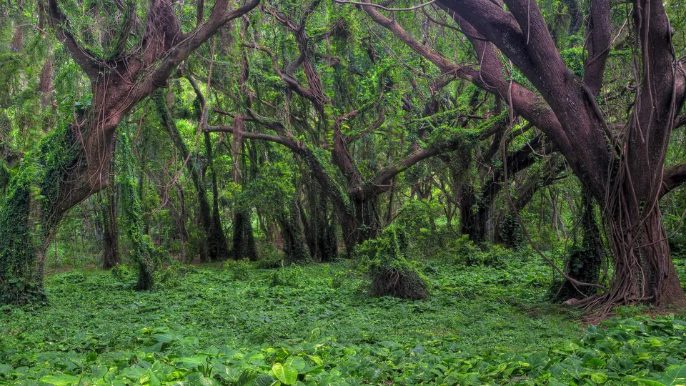 A dense, green forest floor covered in plants, with large, gnarled trees and vines overhead.