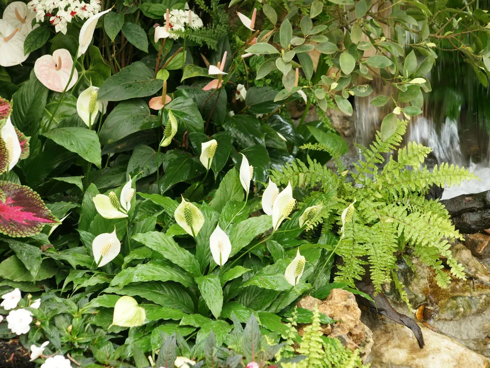 A close-up view of a lush garden with peace lilies, ferns, and a small waterfall in the background.