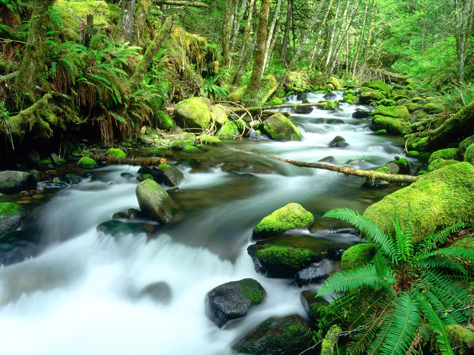A forest stream flows over mossy rocks with lush green ferns.
