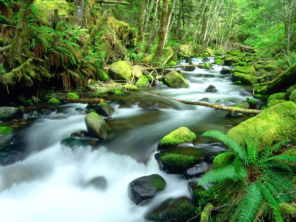 A forest stream flows over mossy rocks with lush green ferns.