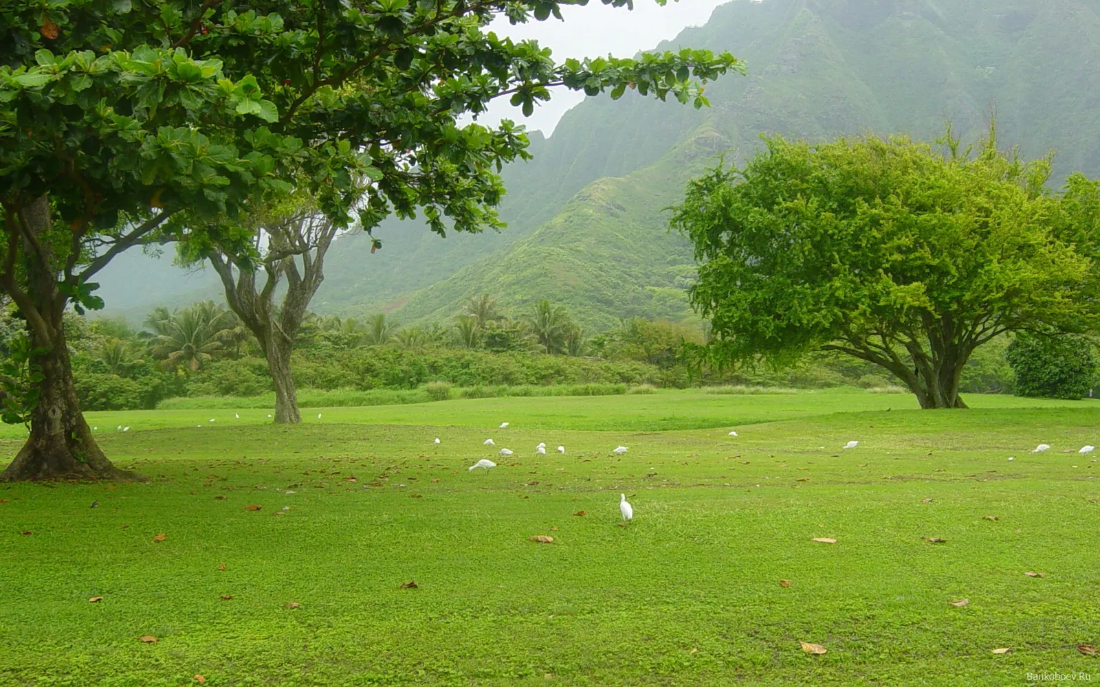 A wide grassy field dotted with white birds, with lush green trees in the foreground and misty mountains in the background.