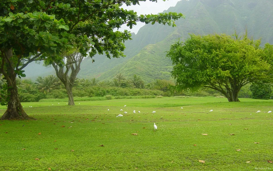 A wide grassy field dotted with white birds, with lush green trees in the foreground and misty mountains in the background.