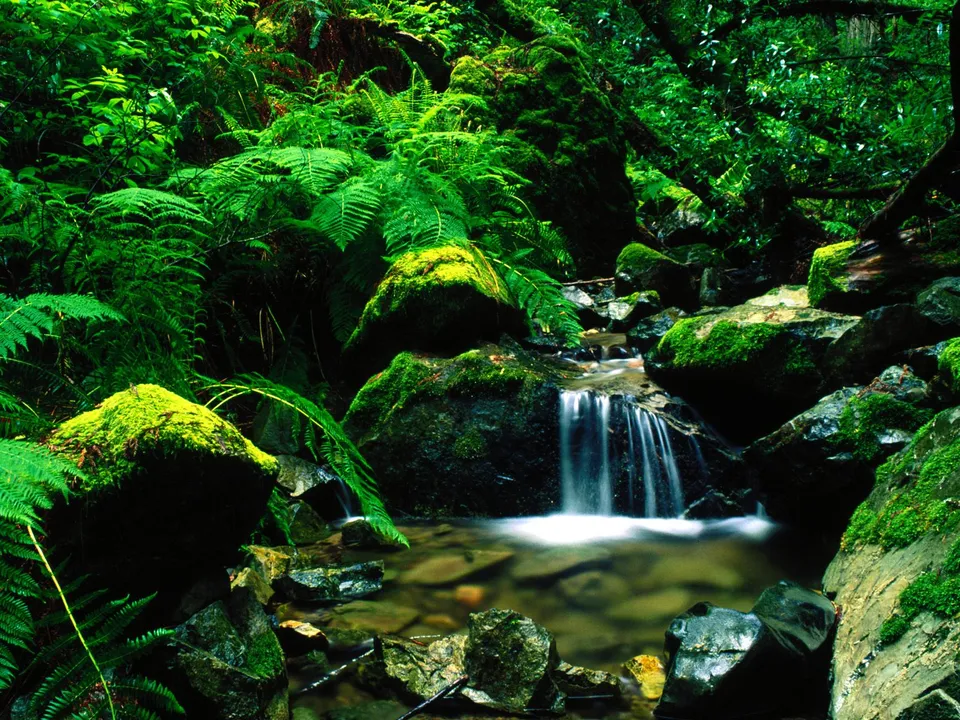 A gentle waterfall flows over dark, moss-covered rocks in a vibrant, green forest.