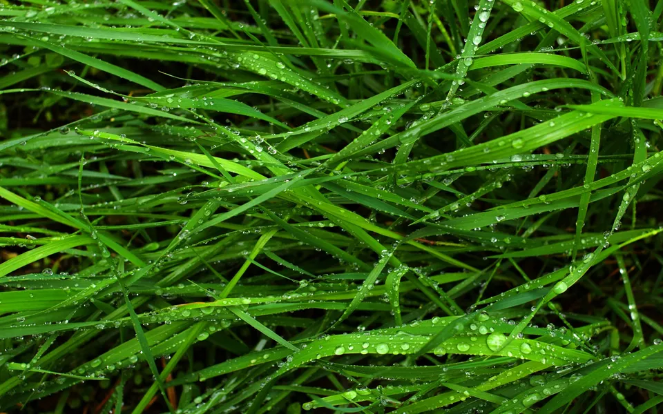 Close up of bright green grass blades covered in numerous small water droplets.