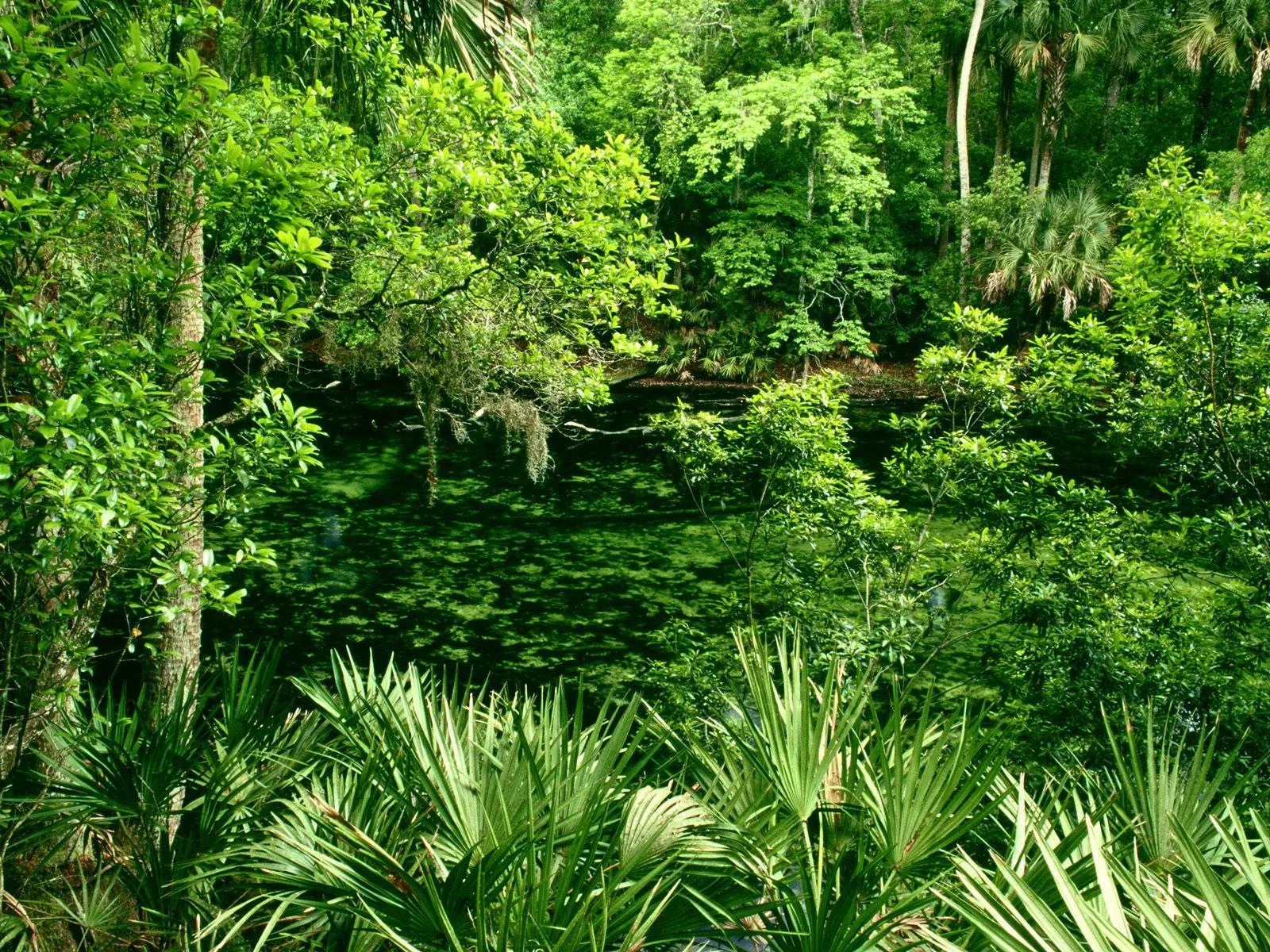 A dense green forest surrounds a slow-moving river covered in aquatic plants.