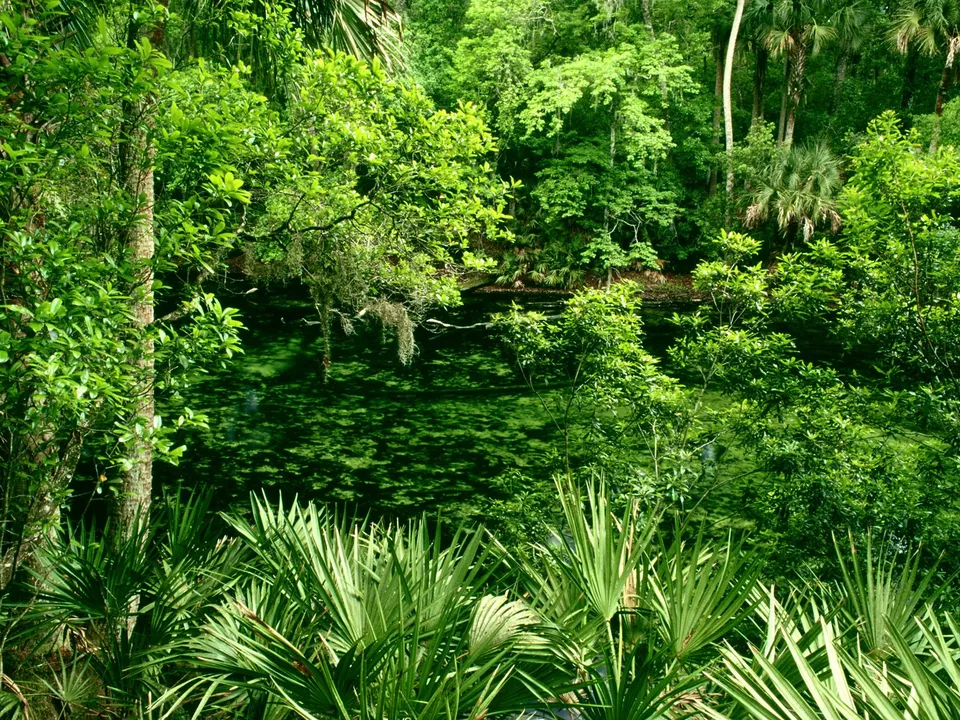 A dense green forest surrounds a slow-moving river covered in aquatic plants.