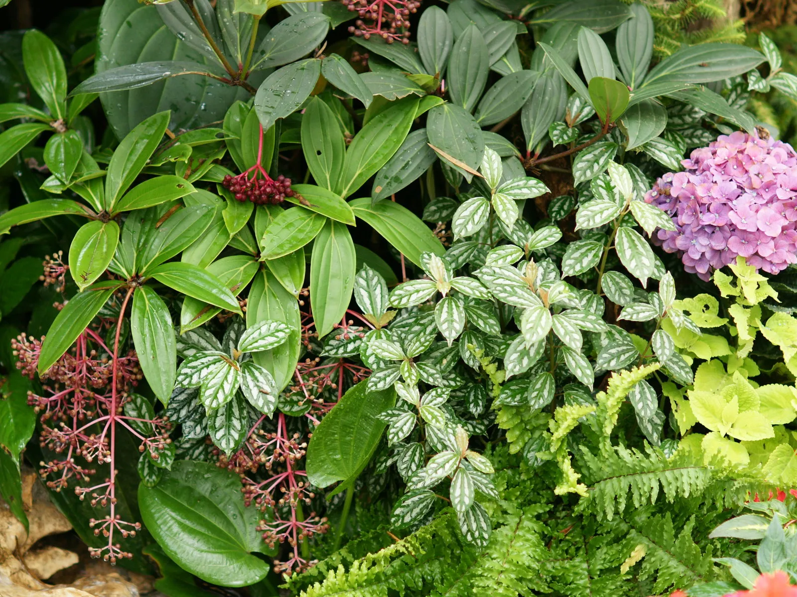A close-up view of various green plants, some with patterned leaves, and a cluster of pinkish-purple flowers.