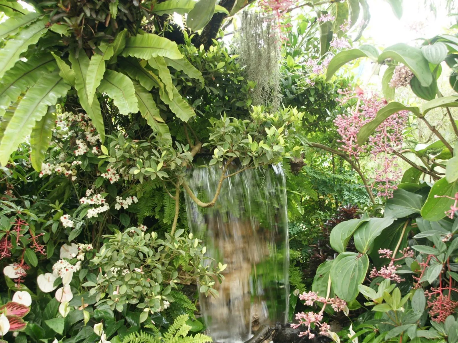 A small waterfall cascades down amidst dense green foliage and delicate pink flowers.