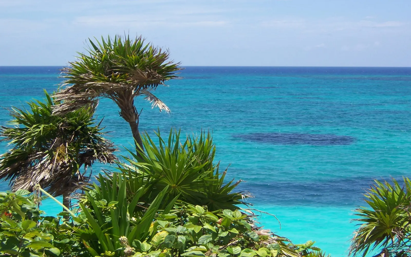Green palm fronds in the foreground overlook vibrant turquoise ocean waters under a blue sky.