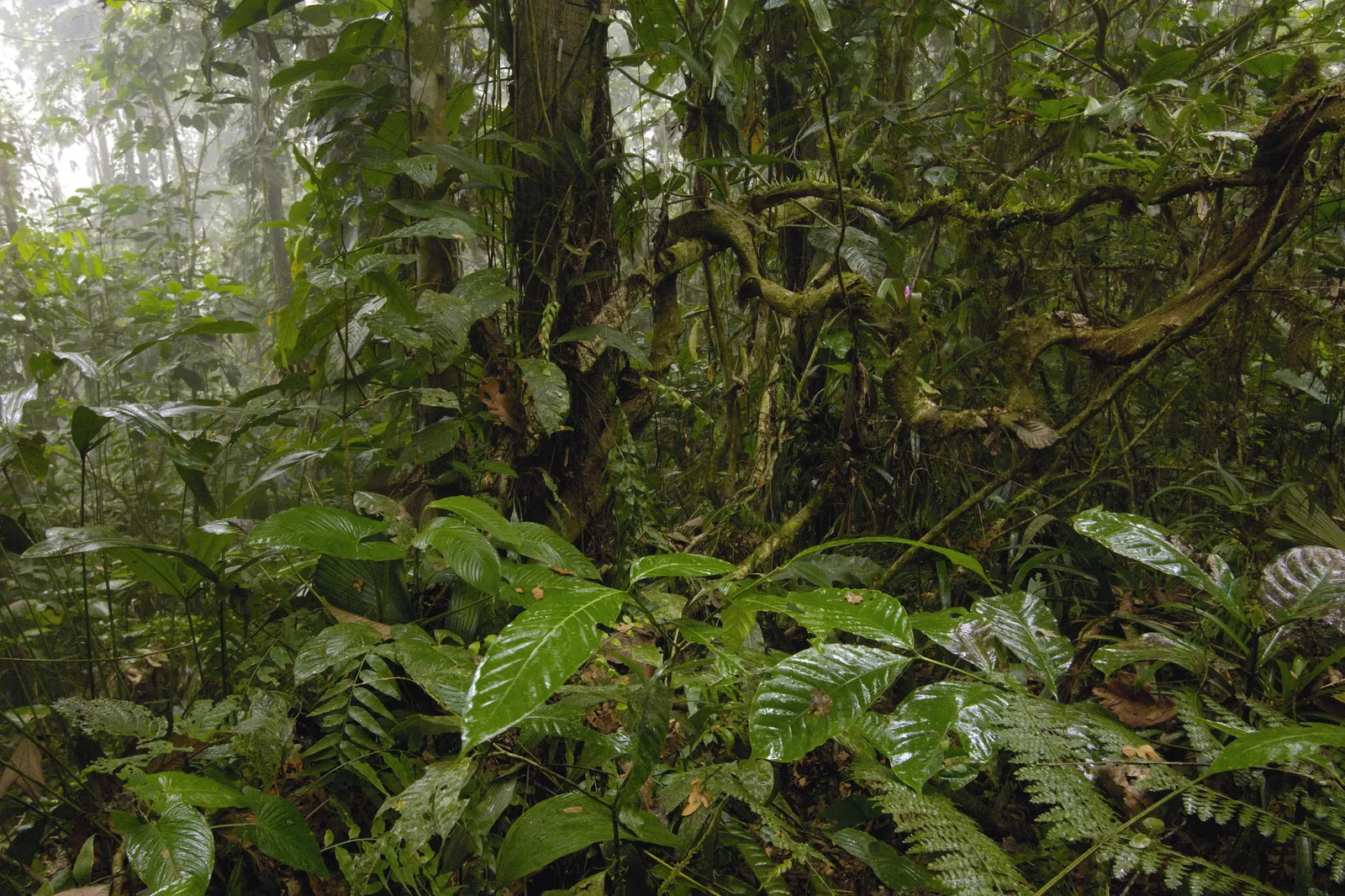 A dense, misty rainforest scene with lush green leaves and vines covering trees.