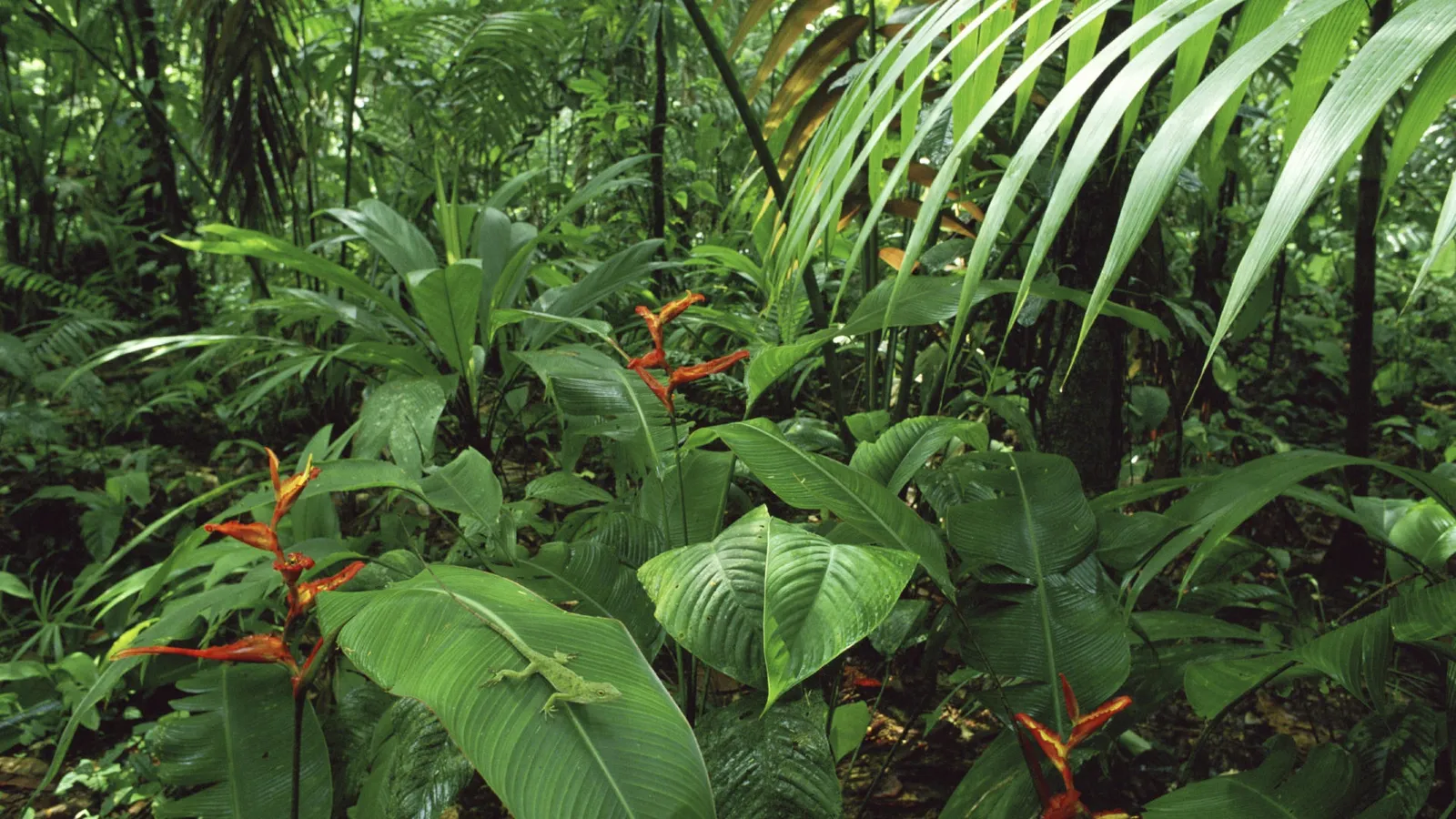A green lizard rests on a large leaf in a dense, green rainforest with red flowers.