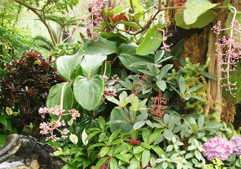 A lush tropical garden scene with large green leaves and delicate pink flower sprays.