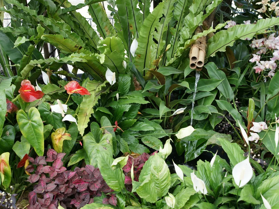 A dense arrangement of lush green tropical plants with red and white flowers, and a bamboo water feature.
