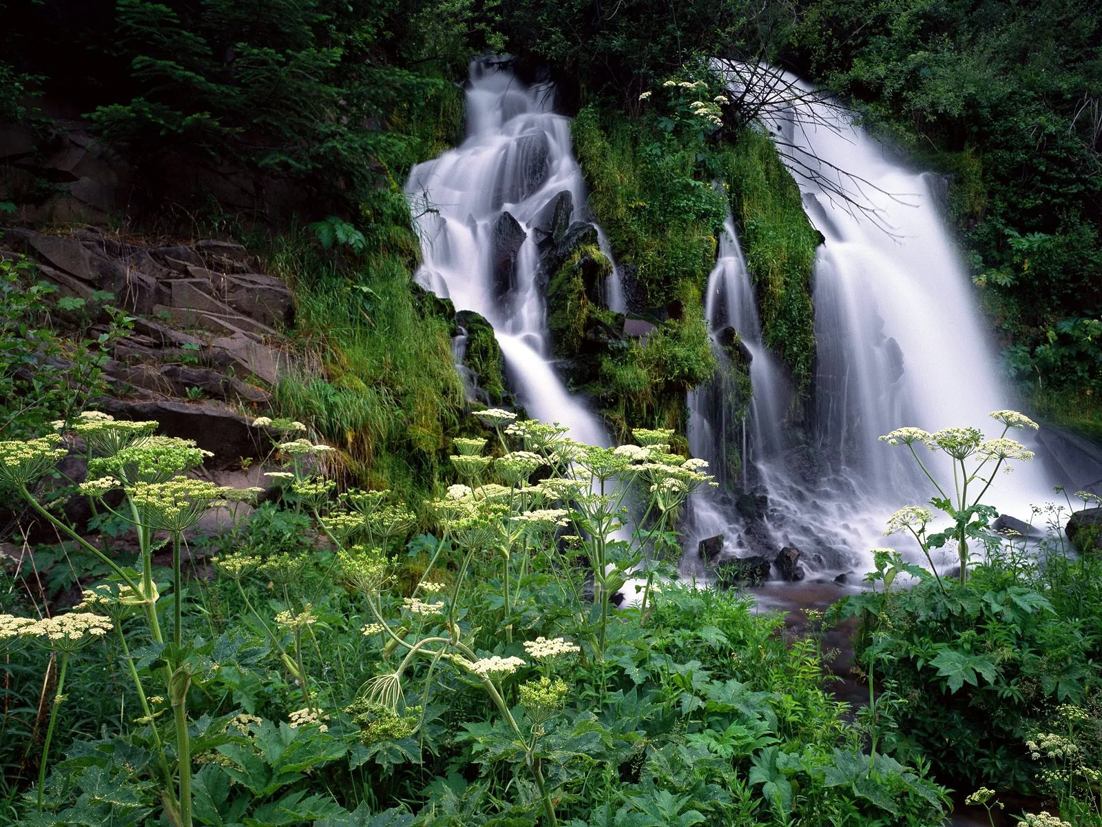 A multi-tiered waterfall flows down mossy rocks, framed by abundant green foliage and white wildflowers.