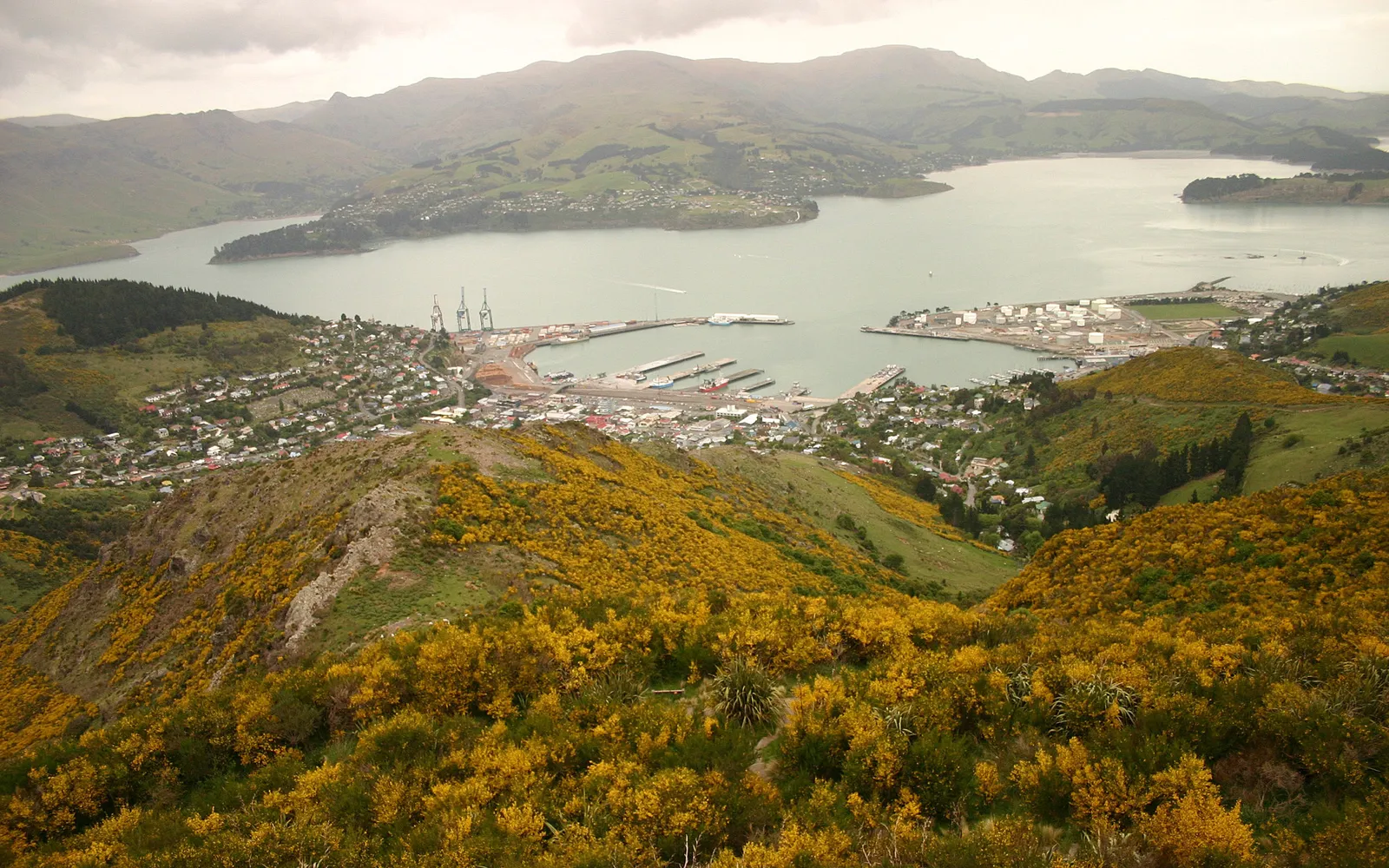 A wide view of Lyttelton Harbour with a town and port facilities nestled between rolling green hills covered in yellow gorse.