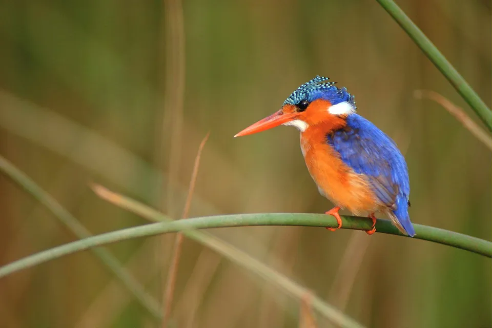 A small Malachite Kingfisher with bright blue and orange plumage sits on a green reed stalk.