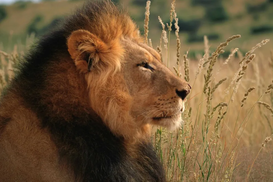 A close-up profile of a male lion with a dark mane, looking to the right, surrounded by tall dry grass.