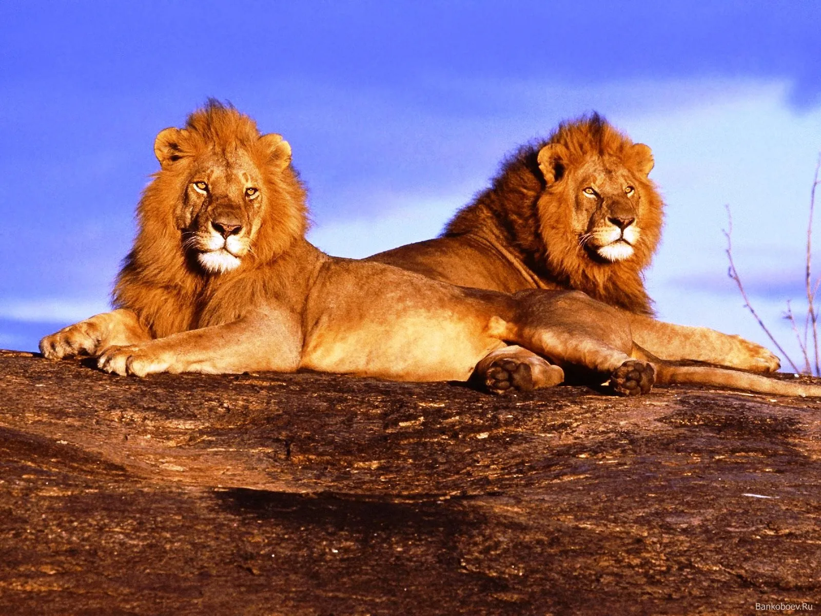 Two male lions with full manes rest on a large rock under a bright blue sky.