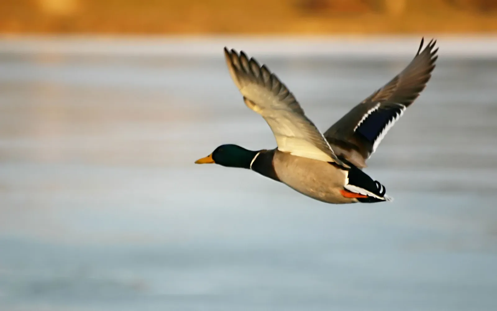A male mallard duck flies low over a body of water, its wings spread.
