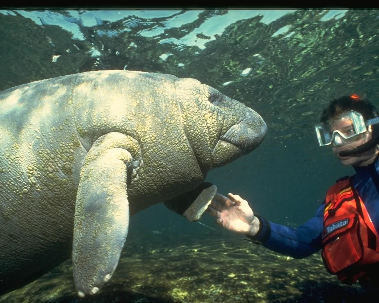 A snorkeler wearing a mask and life vest reaches out to touch a large manatee underwater.