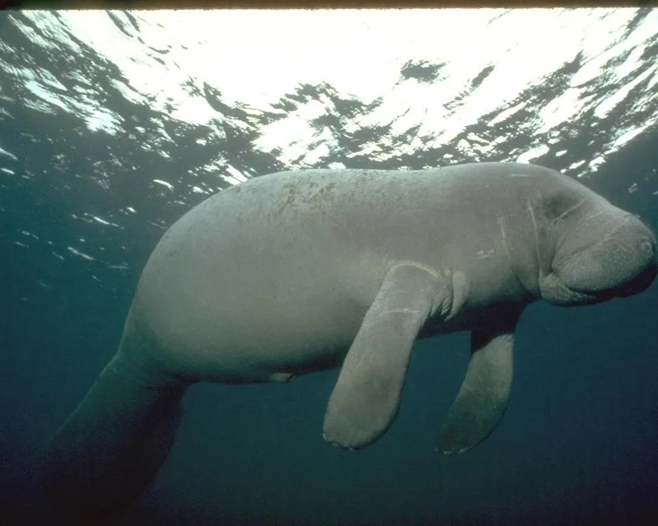 A large, gray manatee swims underwater with its flippers extended.