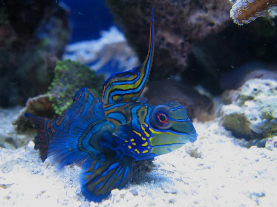 A colorful Mandarin fish with intricate blue, orange, and yellow patterns swims over a sandy bottom in an aquarium.