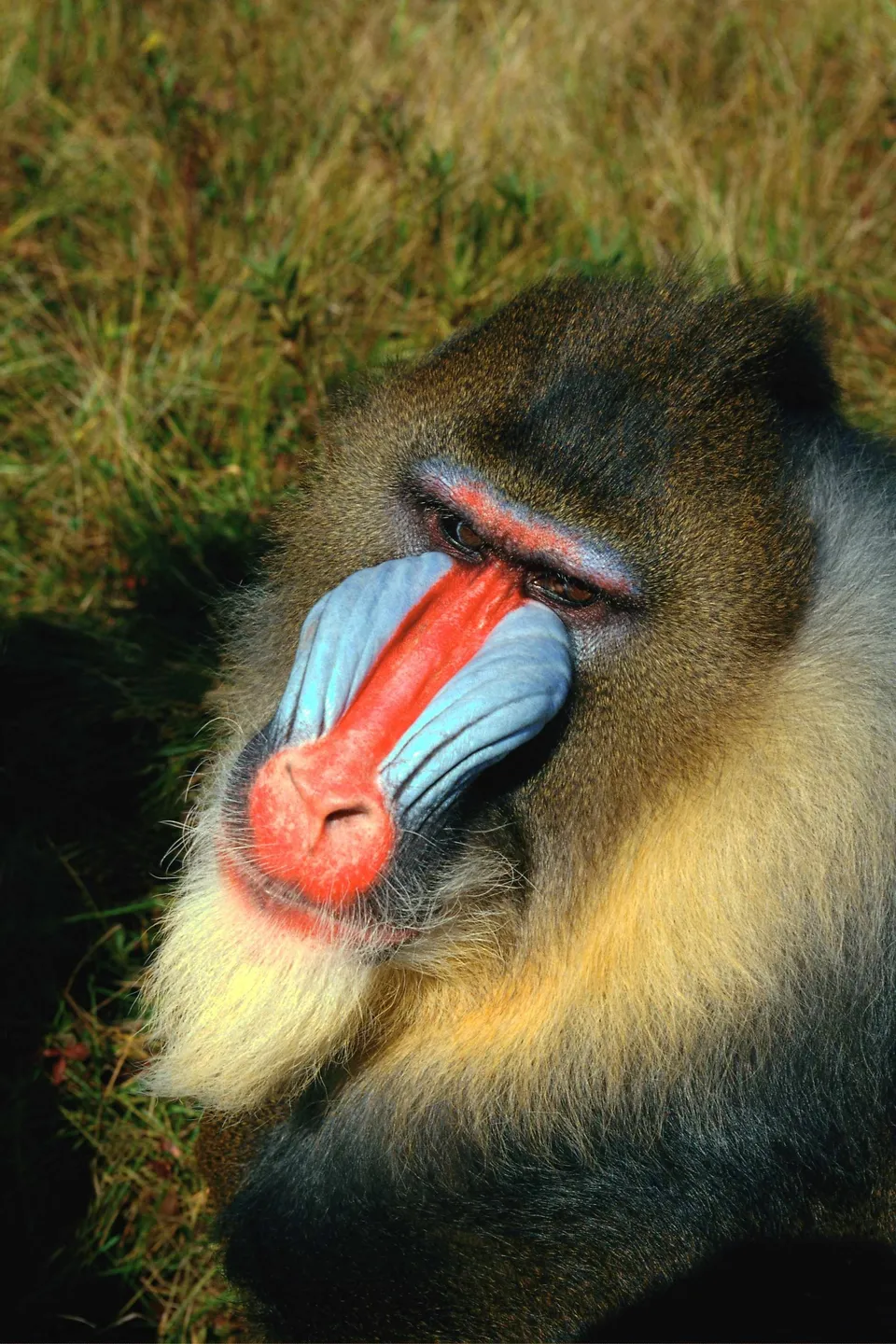 A close-up of a mandrill monkey's face, showing its colorful blue and red nose and cheeks.