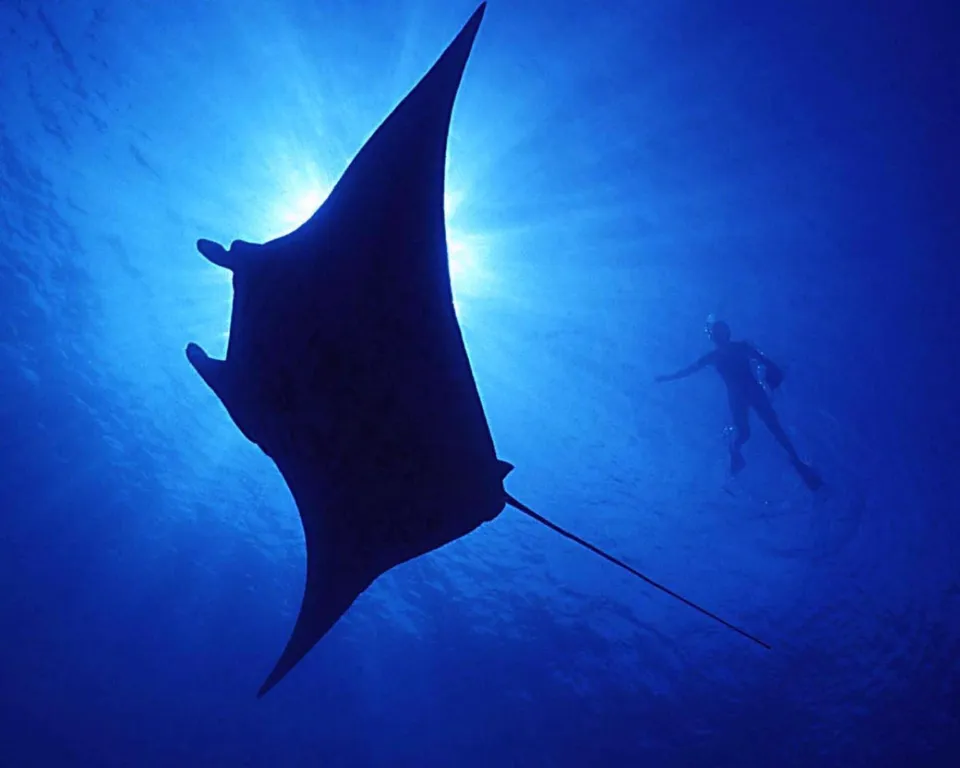 A large manta ray swims in silhouette against the sun, with a diver visible in the background.