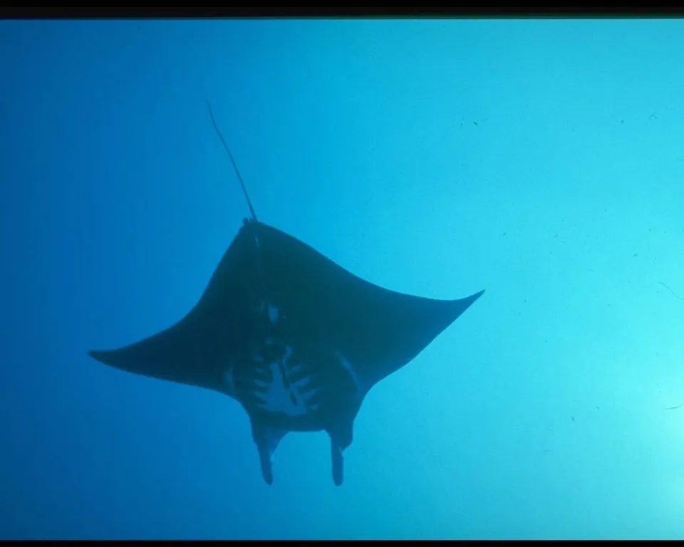 A large manta ray swims gracefully in the clear blue ocean water.