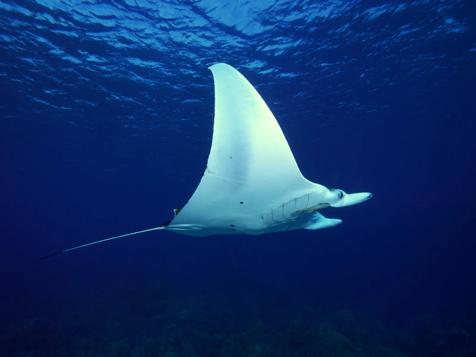 A large, white manta ray swims gracefully in the deep blue ocean.