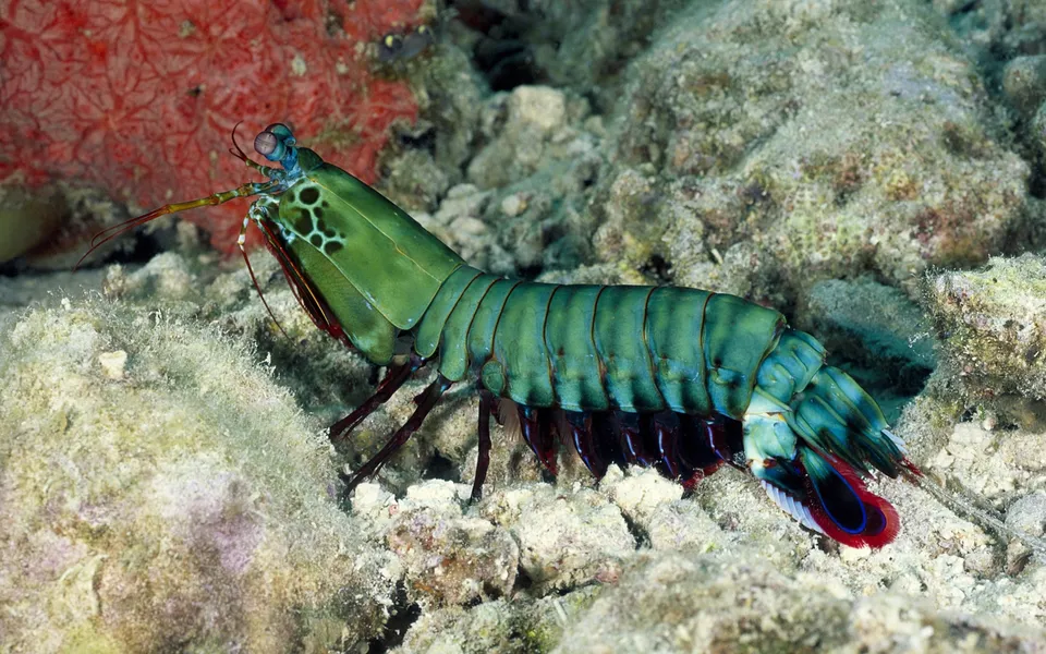 A large, colorful mantis shrimp with a green body and blue legs rests on a sandy, rocky seabed.