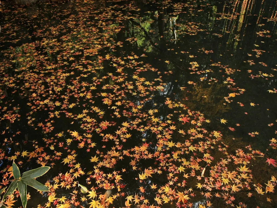 Numerous red and yellow maple leaves float on dark water with tree reflections.