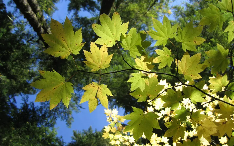 Close-up of bright green and yellow maple leaves against a blue sky and blurred green trees.