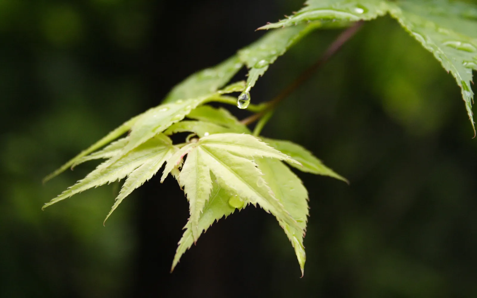 Close-up of bright green maple leaves with water droplets after rain.