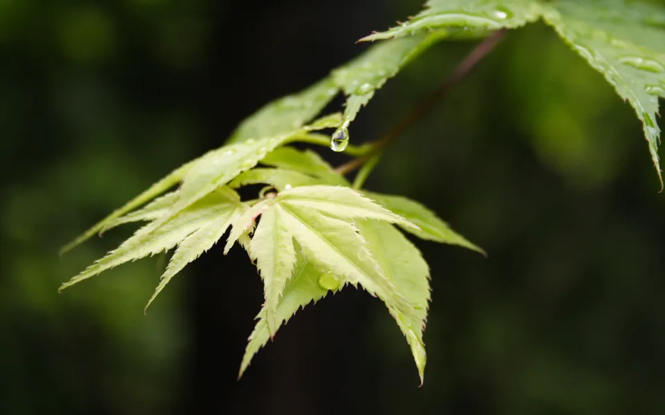 Close-up of bright green maple leaves with water droplets after rain.
