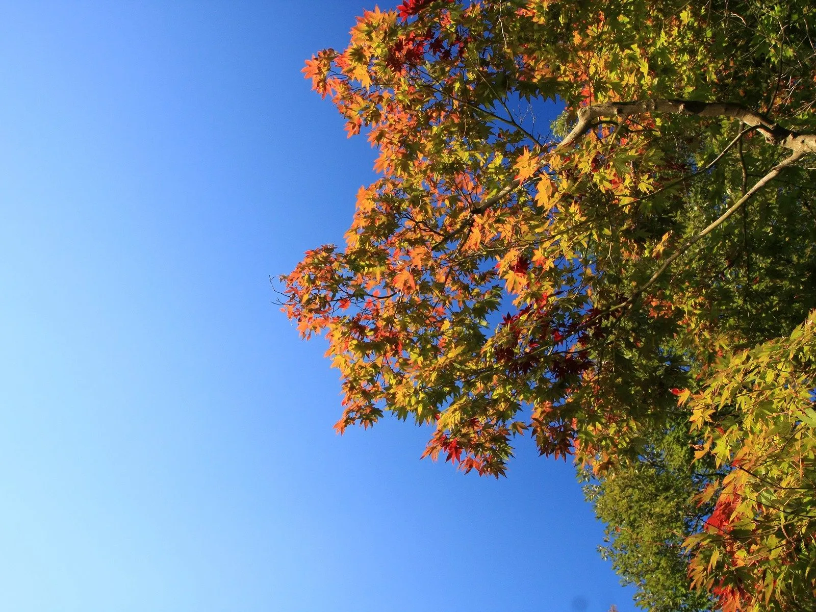 A maple tree branch with leaves transitioning from green to orange and red against a clear blue sky.