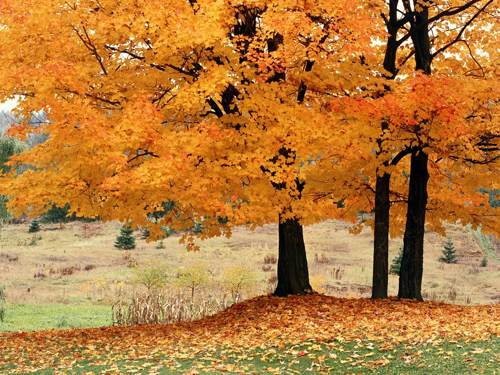 A cluster of maple trees displaying vibrant orange and yellow autumn foliage, with a ground covered in fallen leaves.