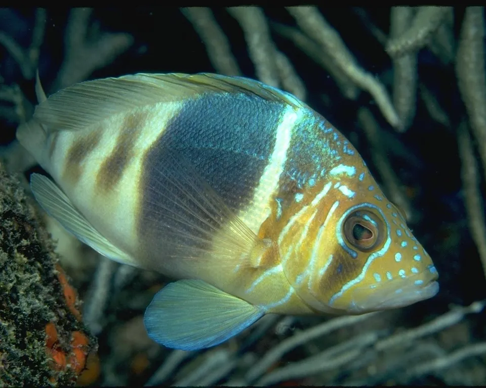 A close-up of a colorful marine fish with yellow, blue, and brown markings swimming underwater.