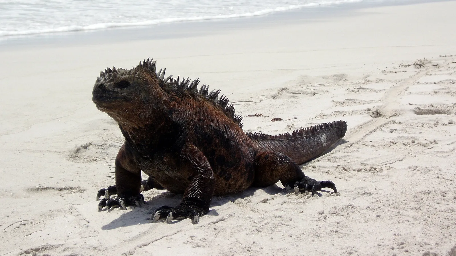 A large marine iguana with spiky dorsal fins sits on a light-colored sandy beach with the ocean in the background.