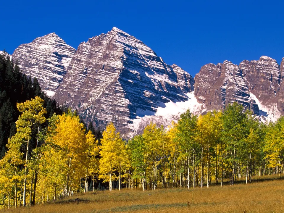 Snow-capped Maroon Bells mountains rise above a forest of golden aspen trees under a clear blue sky.