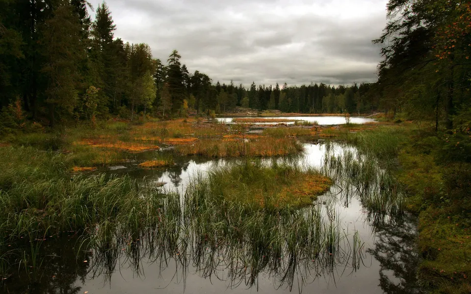 A calm lake with reeds and marshy islands surrounded by a dense forest under a cloudy sky.