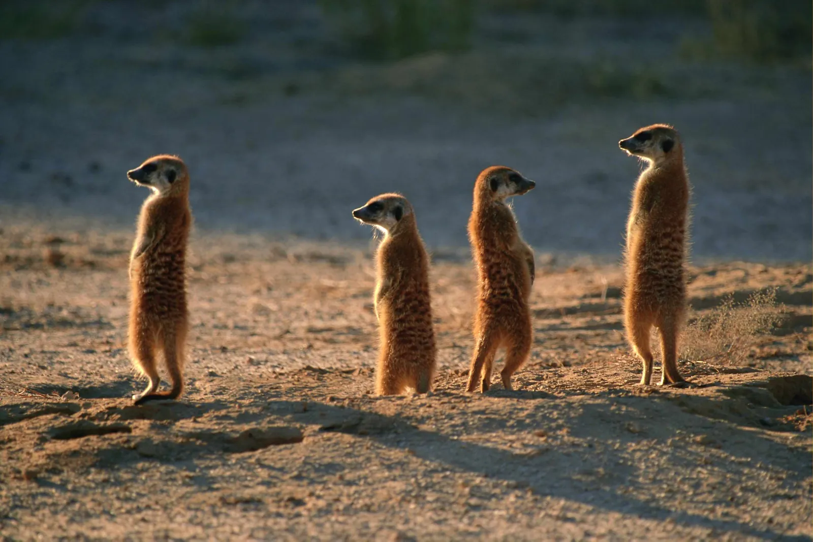 Four meerkats stand upright on sandy ground, looking out.